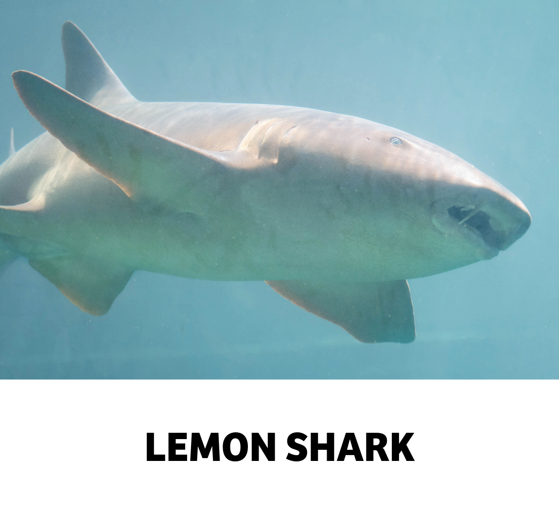 lemon shark