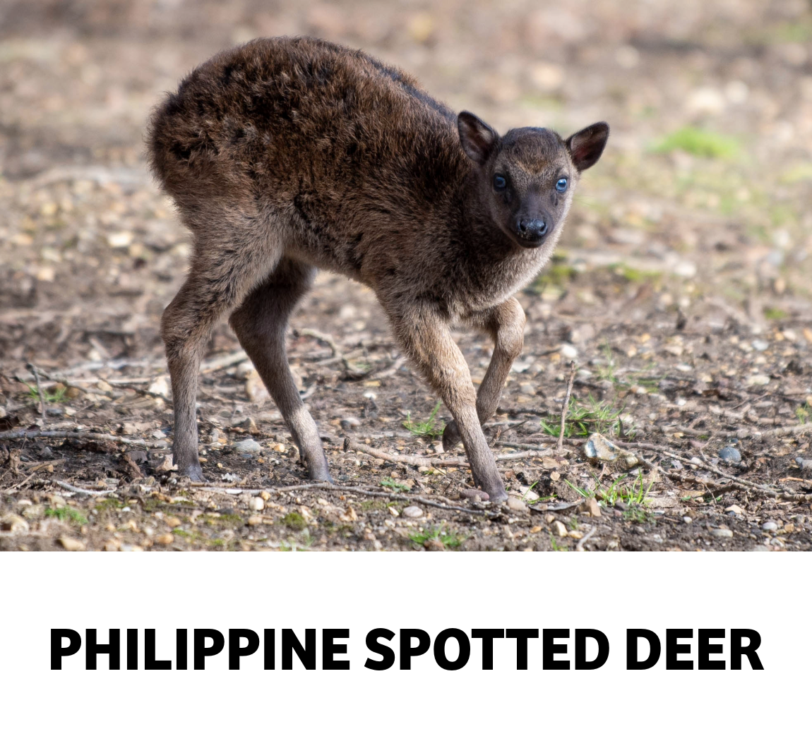 philippine spotted deer