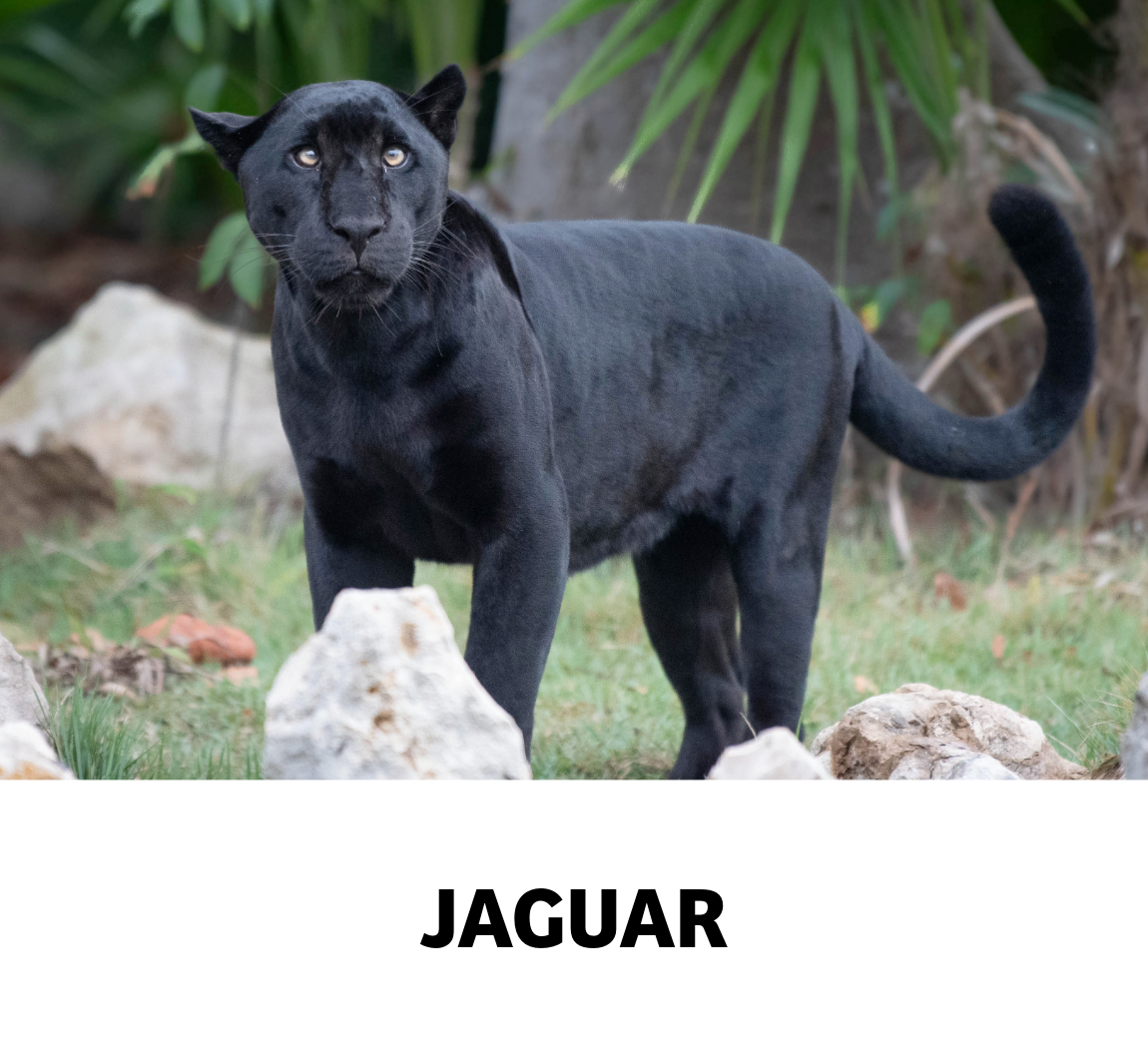 jaguar