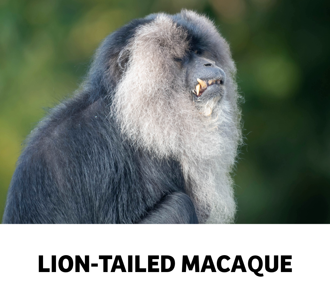 lion-tailed macaque