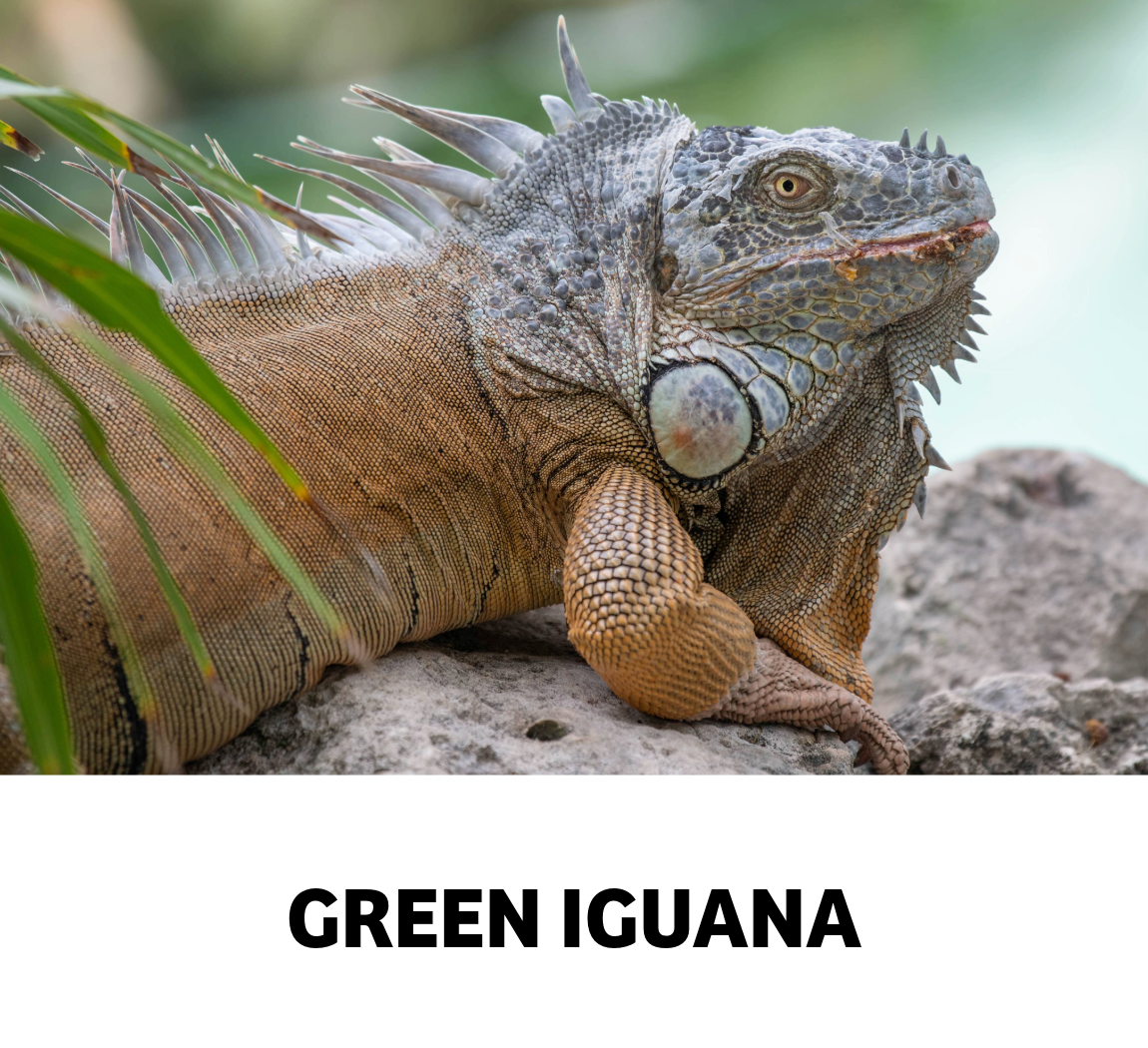 green iguana