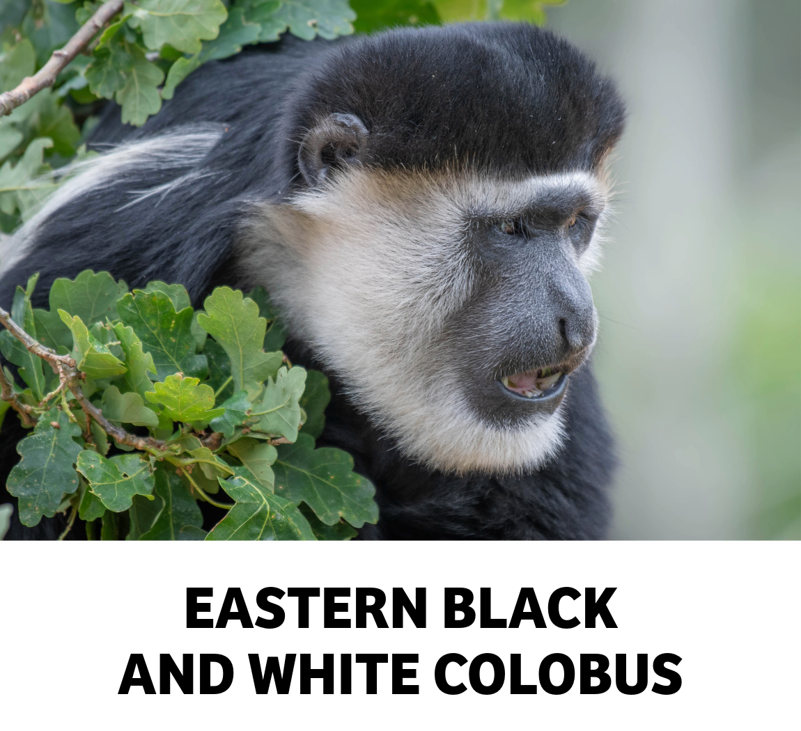 eastern black and white colobus