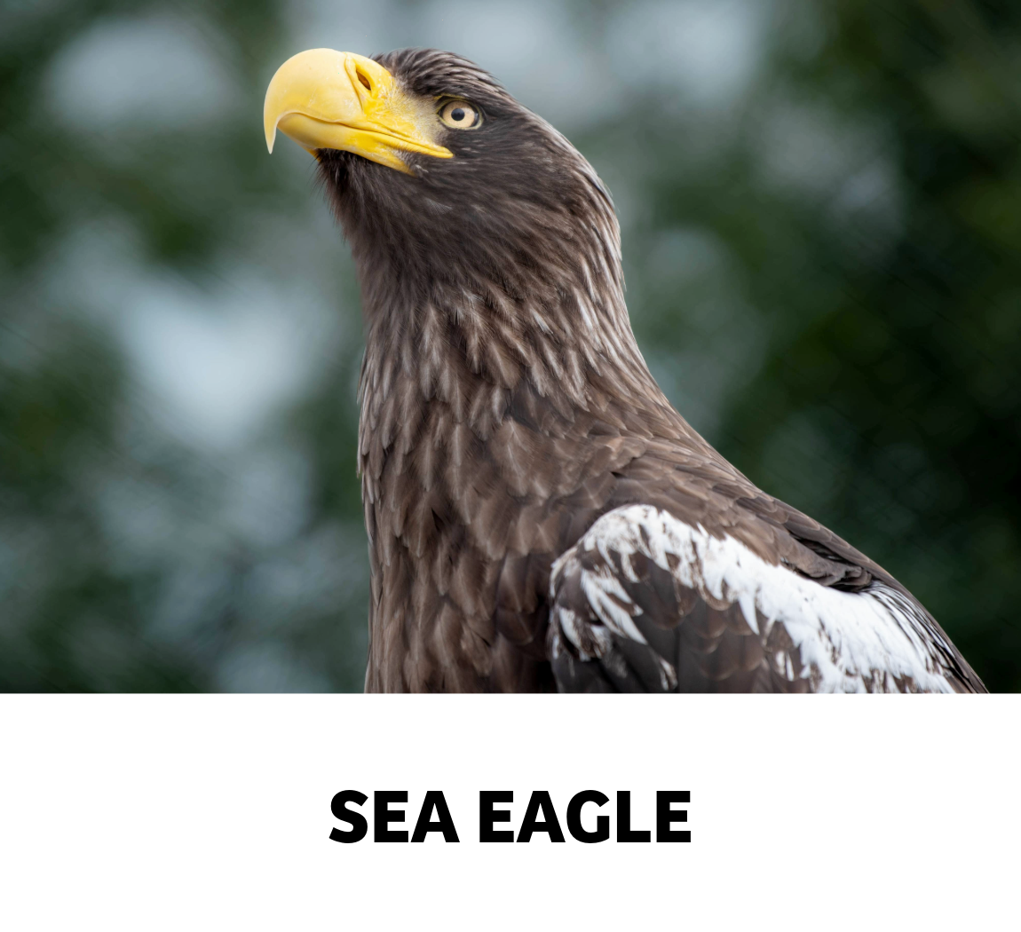 sea eagle