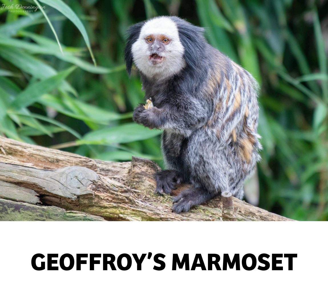 geoffroy's marmoset, common marmoset