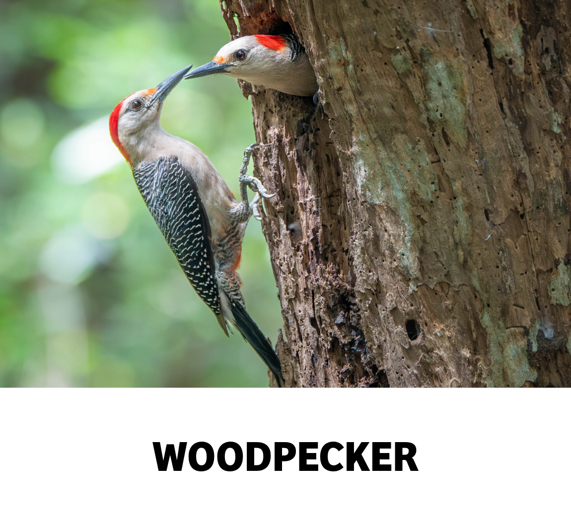 woodpecker