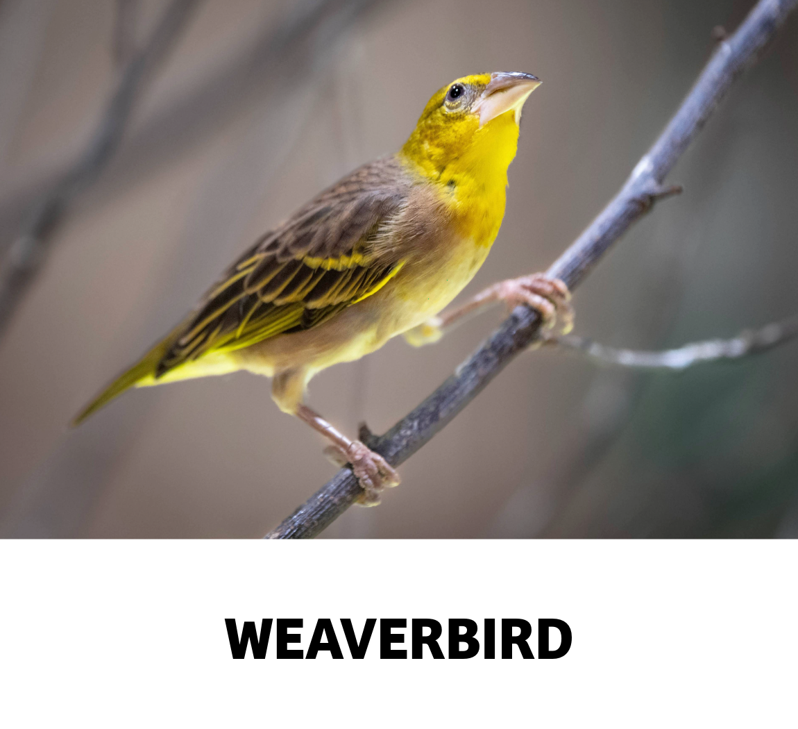 weaverbird