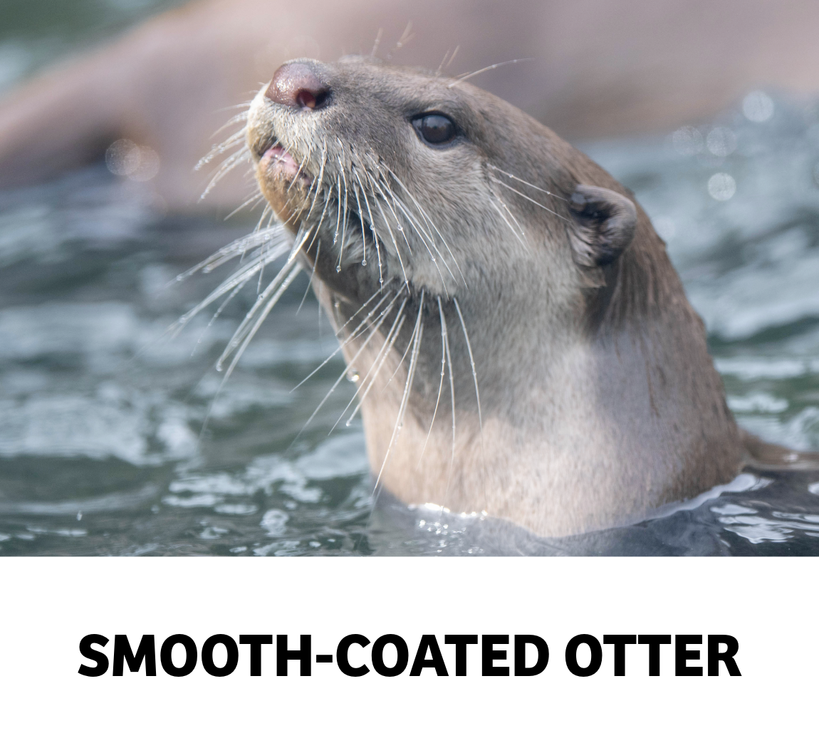 smooth coated otter