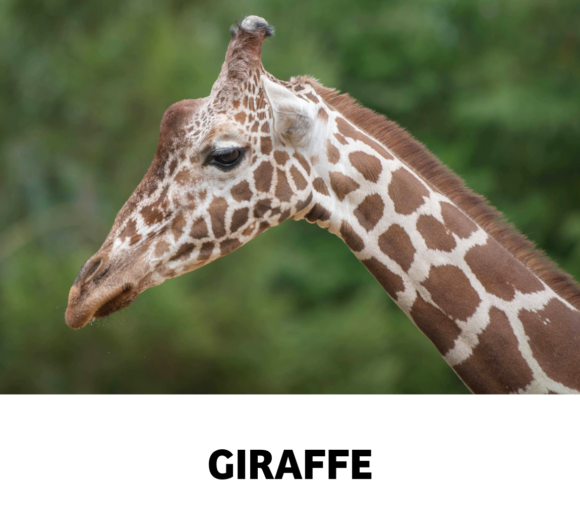 giraffe