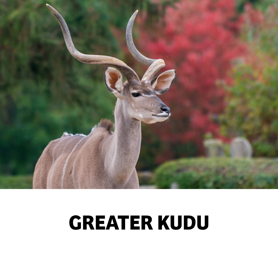greater kudu