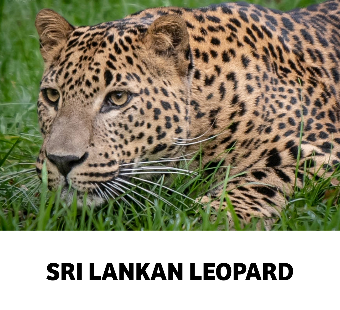 sri lankan leopard