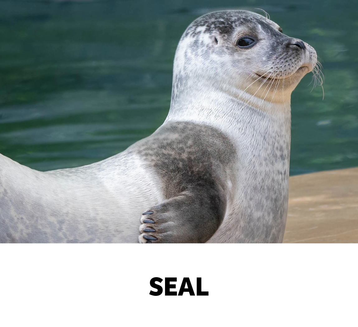 seal