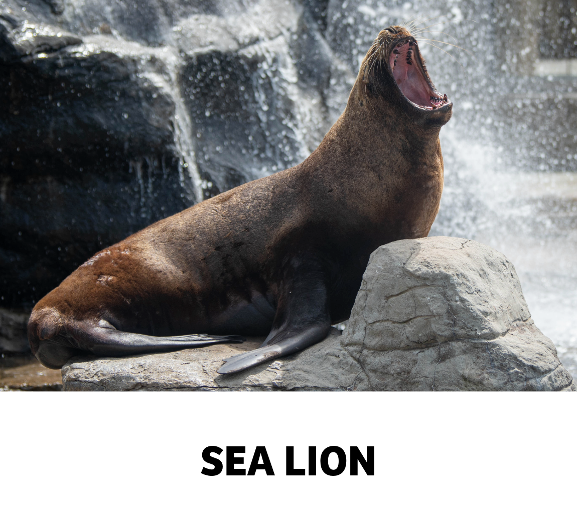 sea lion