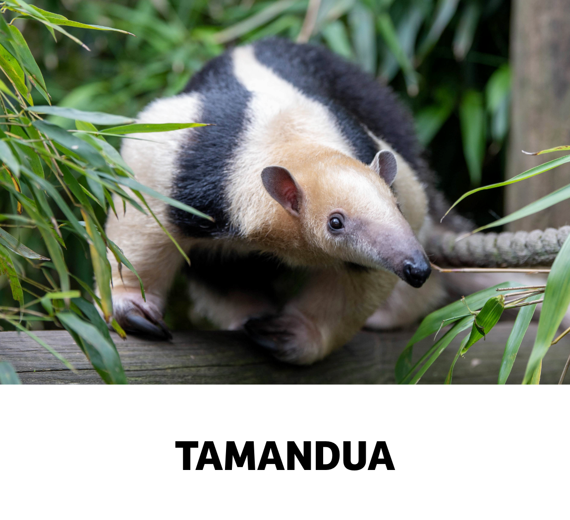 tamandua
