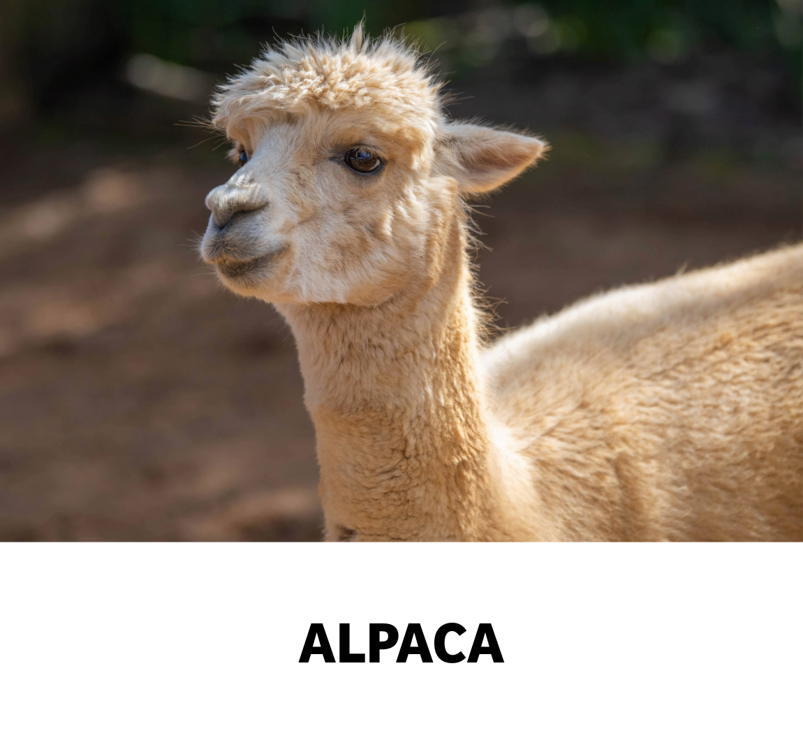 alpaca