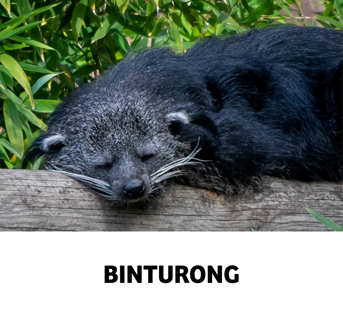 binturong