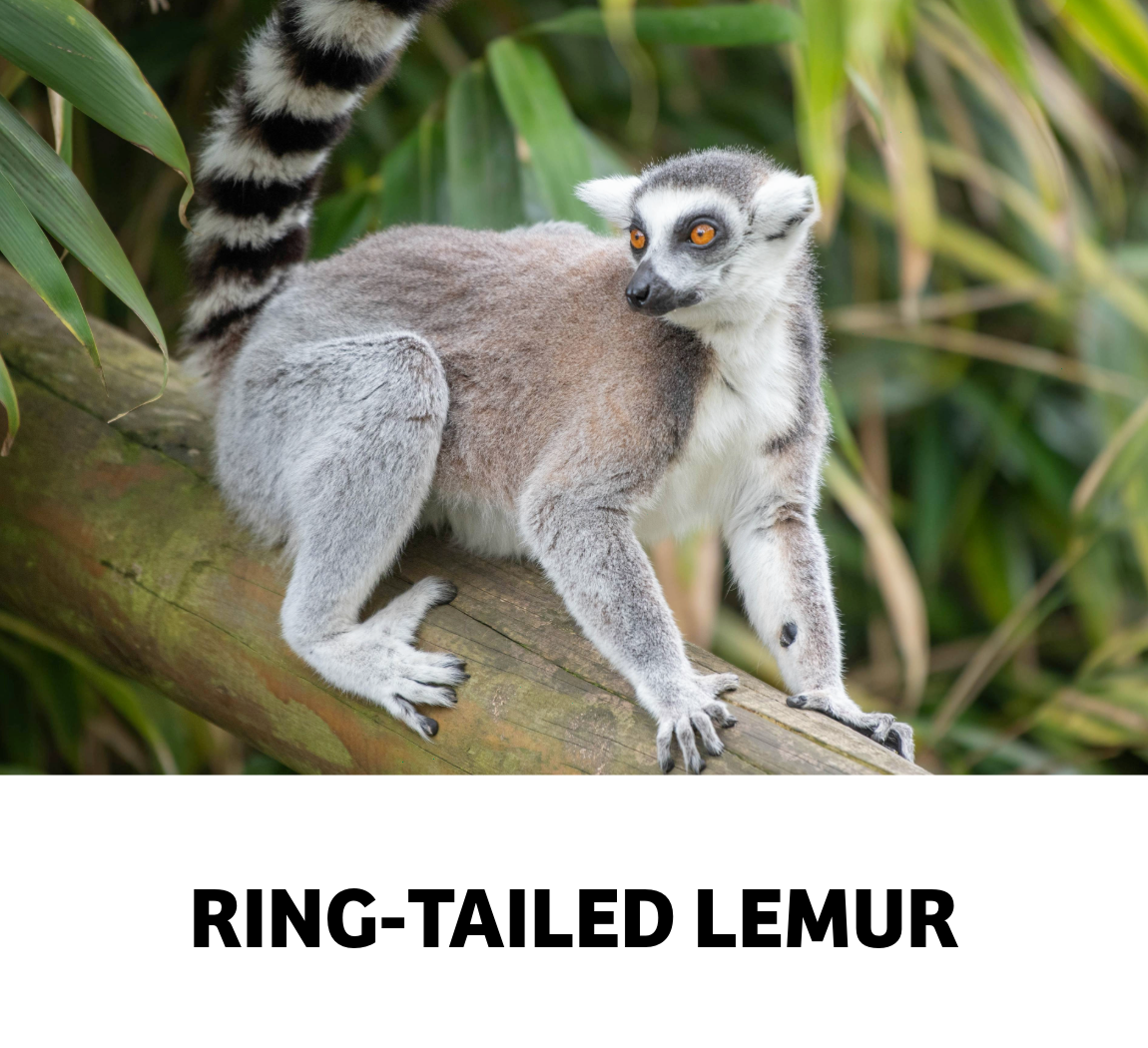 ring tailed lemur