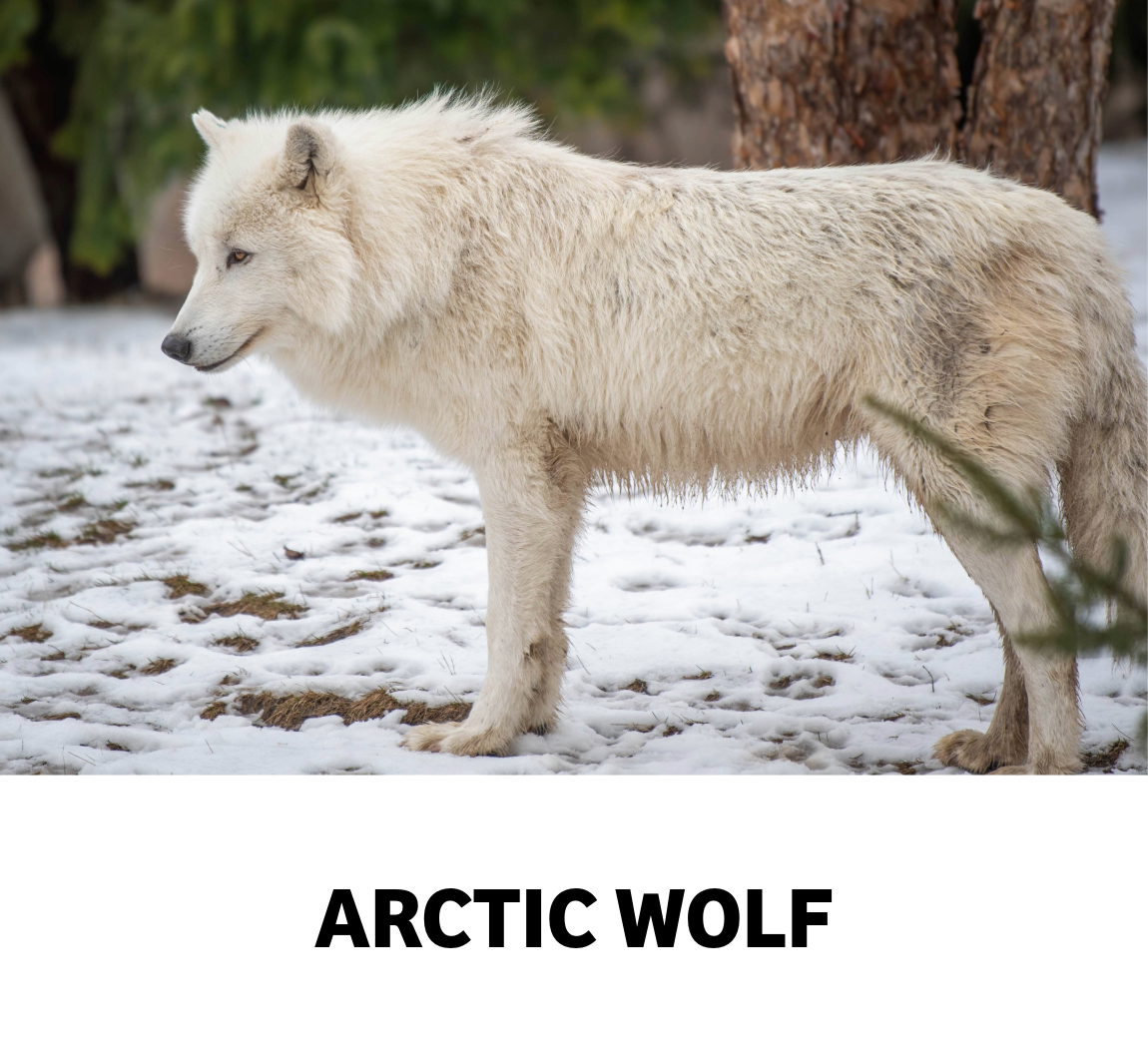 arctic wolf
