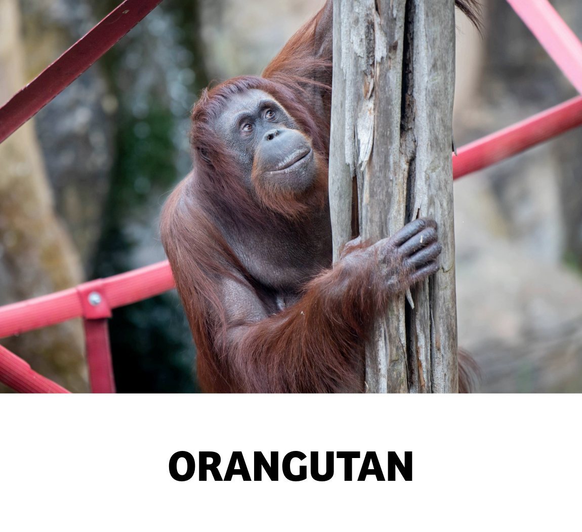 orangutan