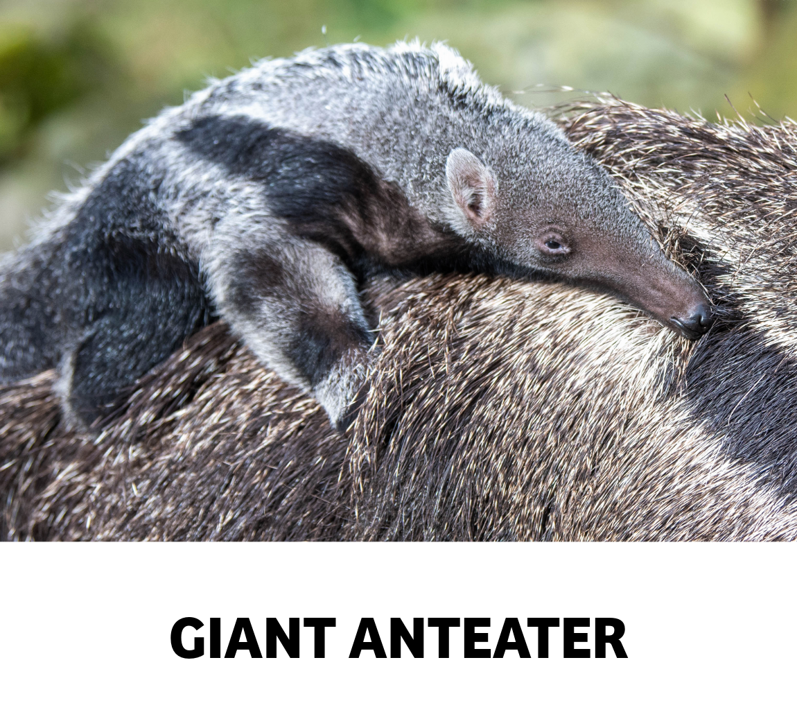 giant anteater