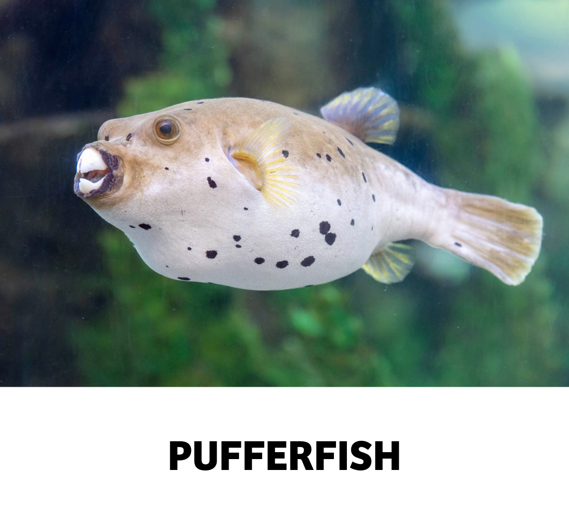 pufferfish