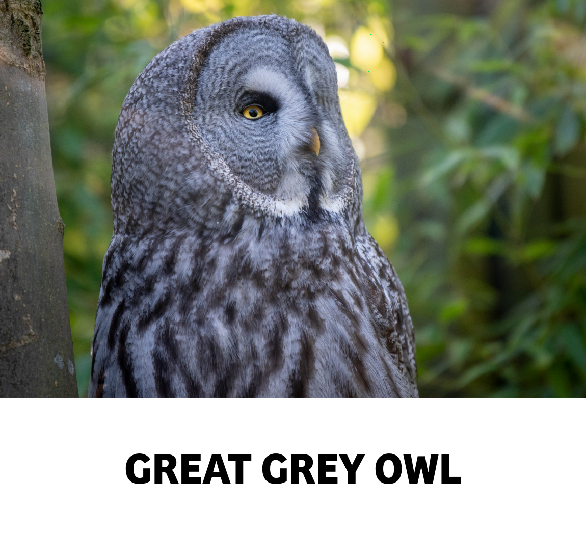 great grey owl