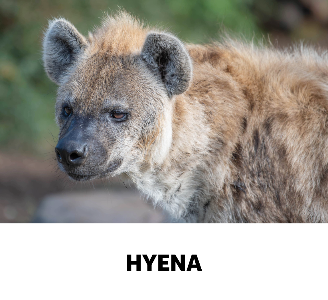 hyena