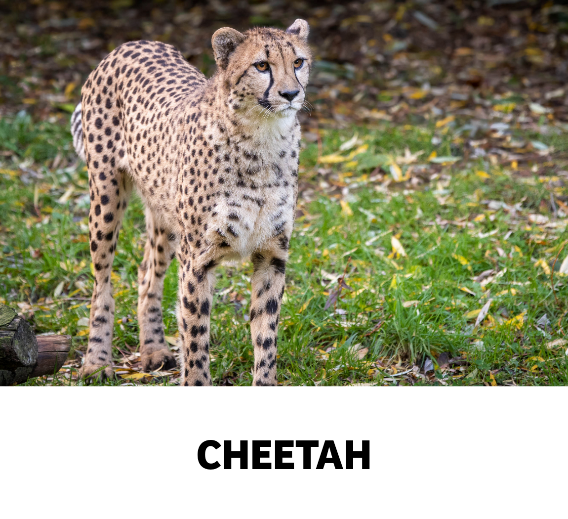 cheetah
