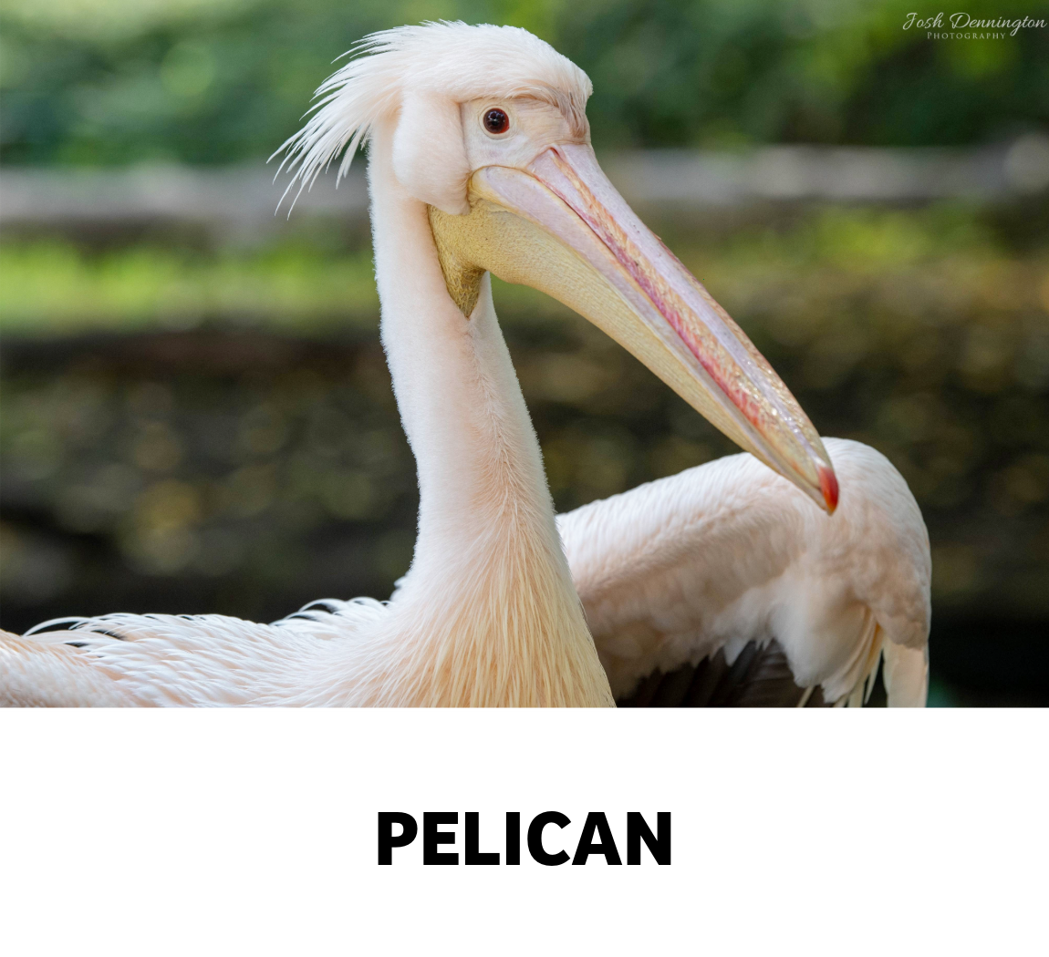 pelican
