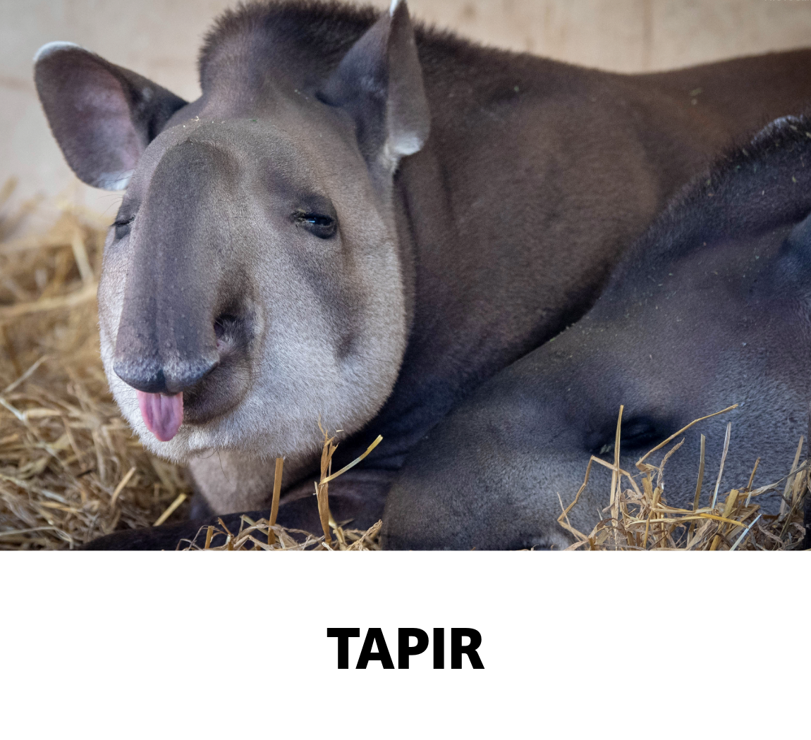 tapir