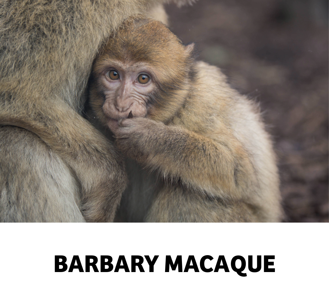 barbary macaque