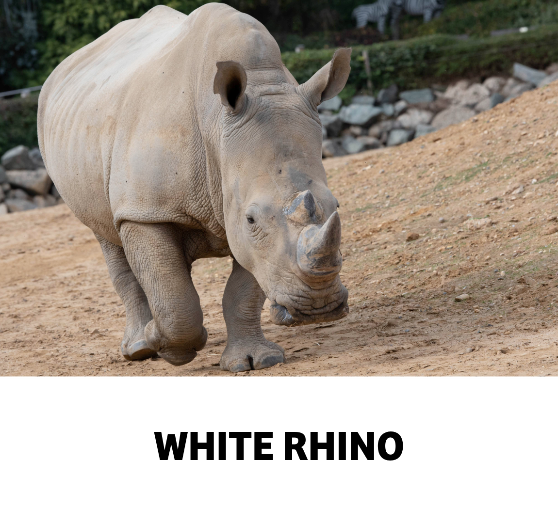 white rhino