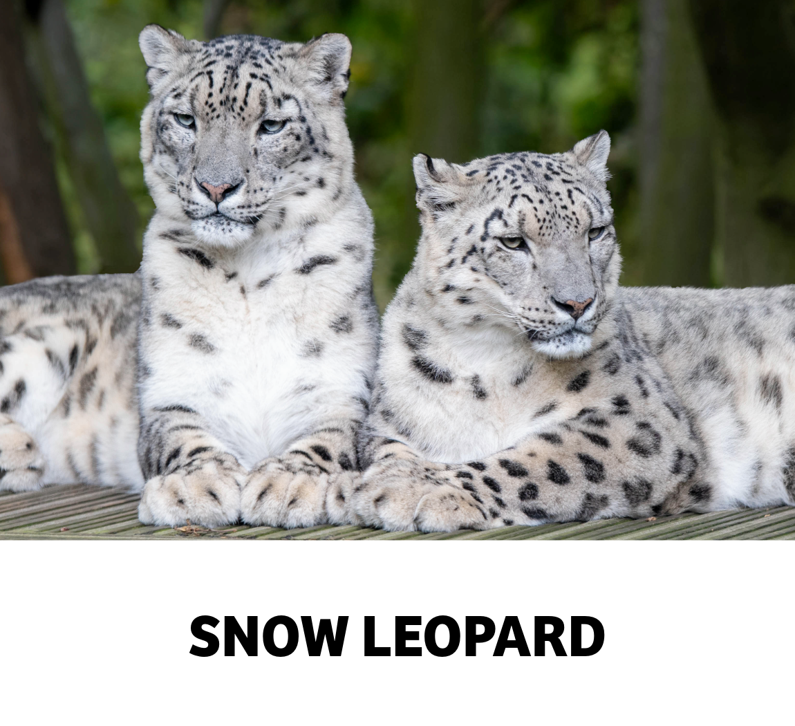 snow leopard