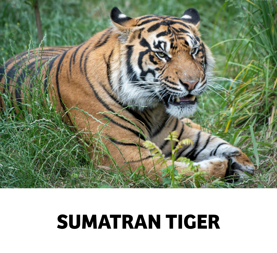 sumatran tiger