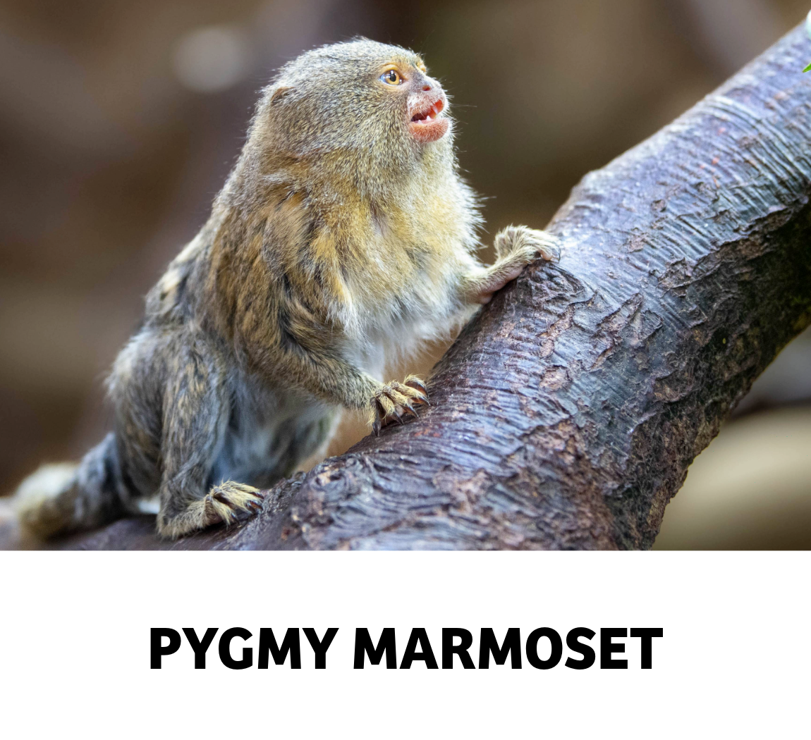 pygmy marmoset