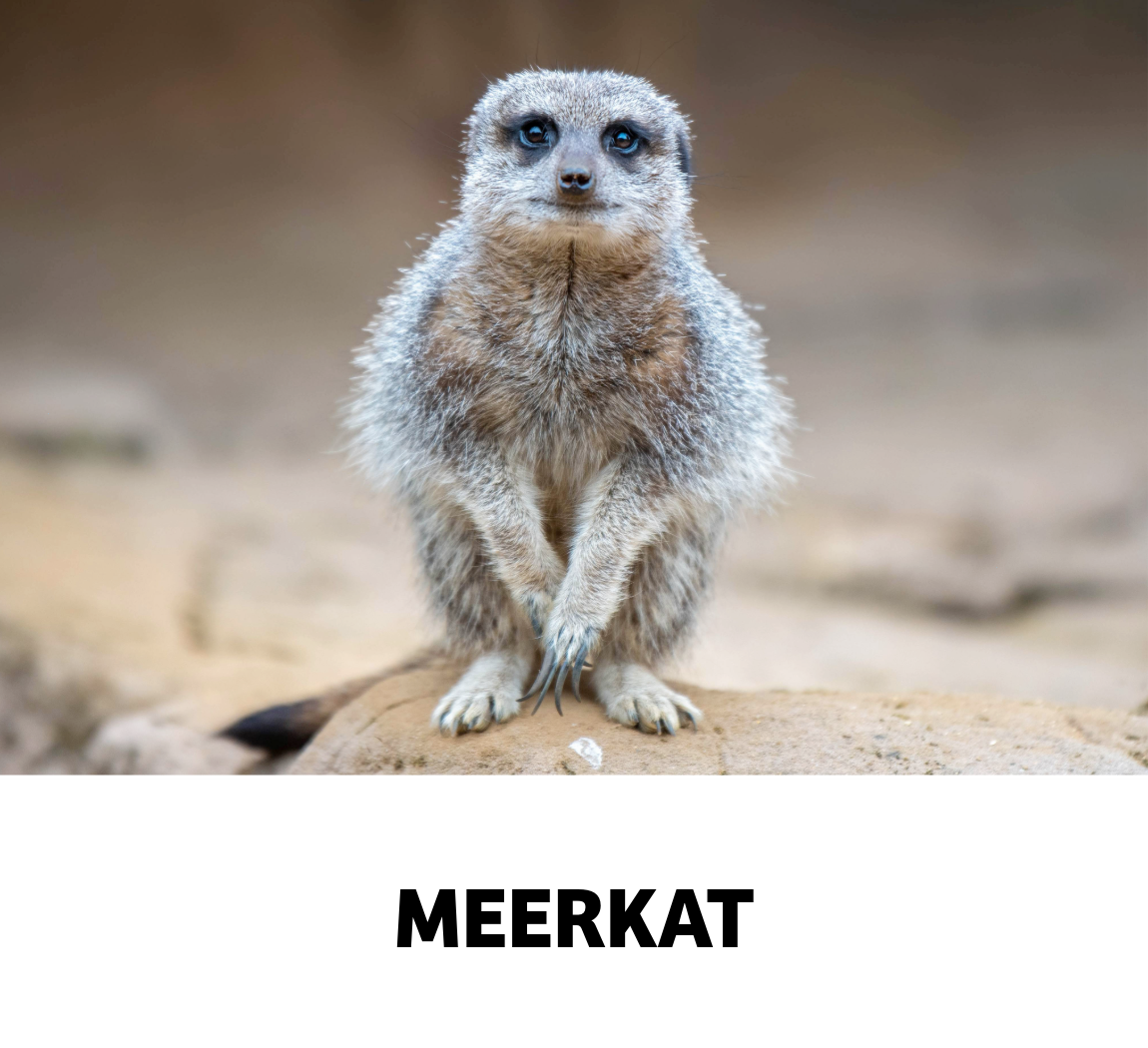 meerkat