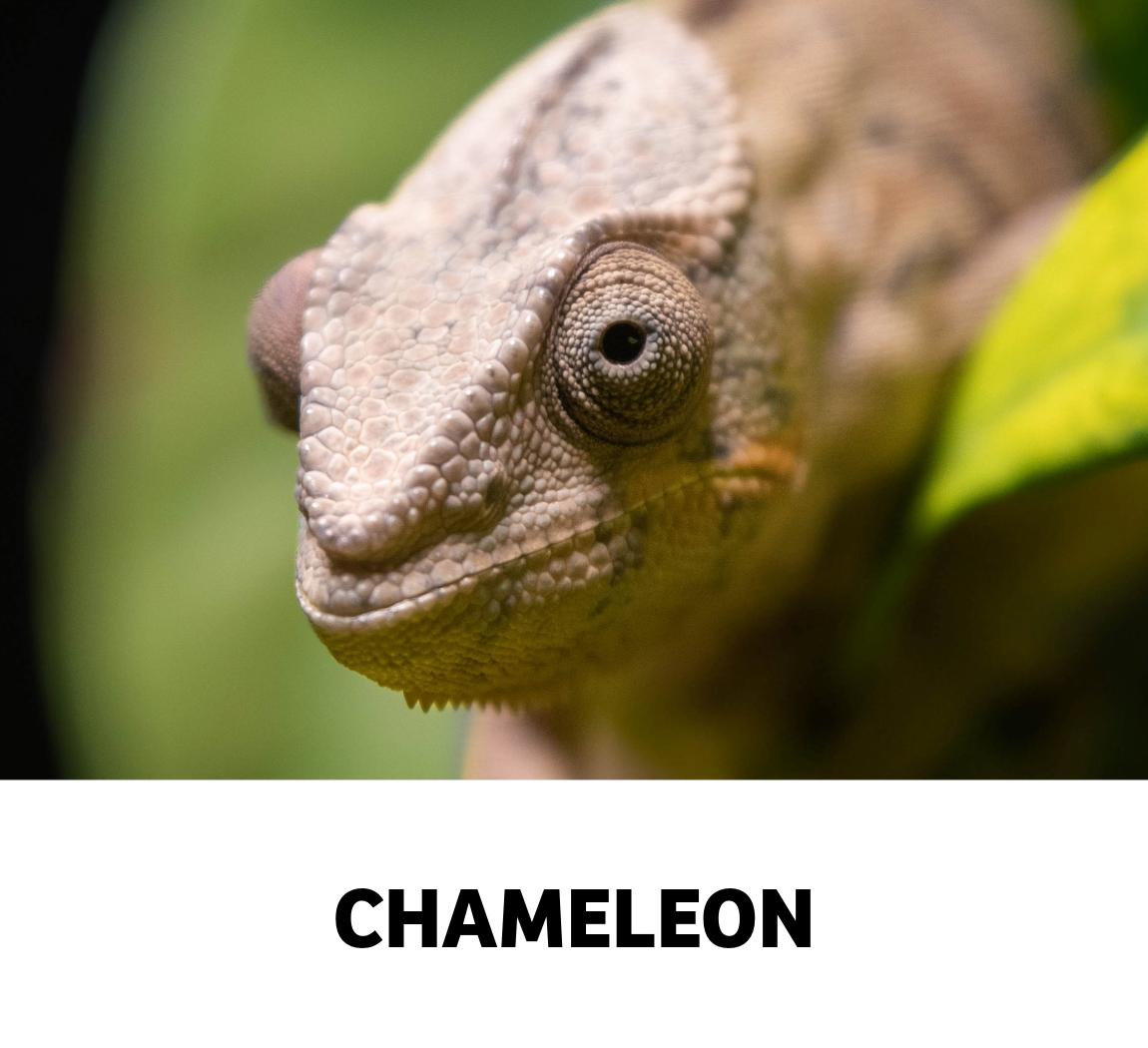 chameleon
