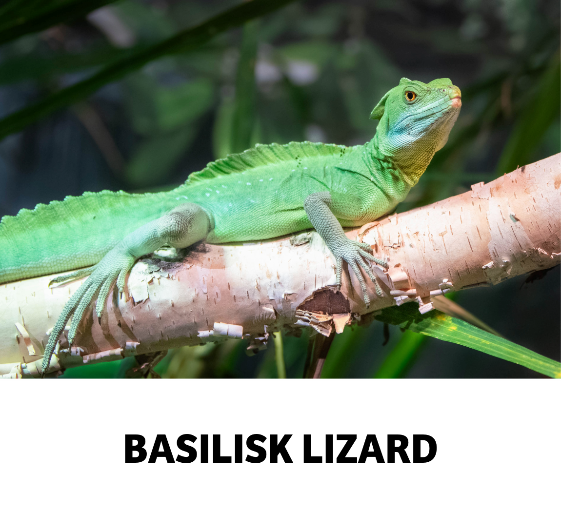 basilisk lizard