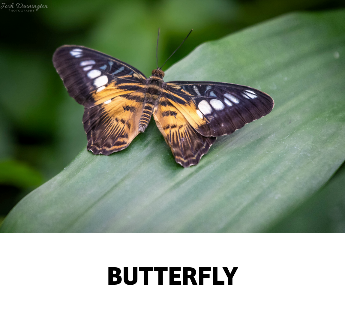 butterfly