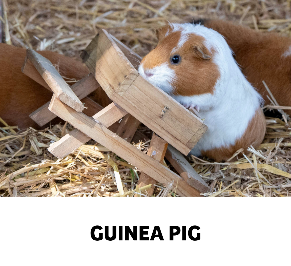 guinea pig