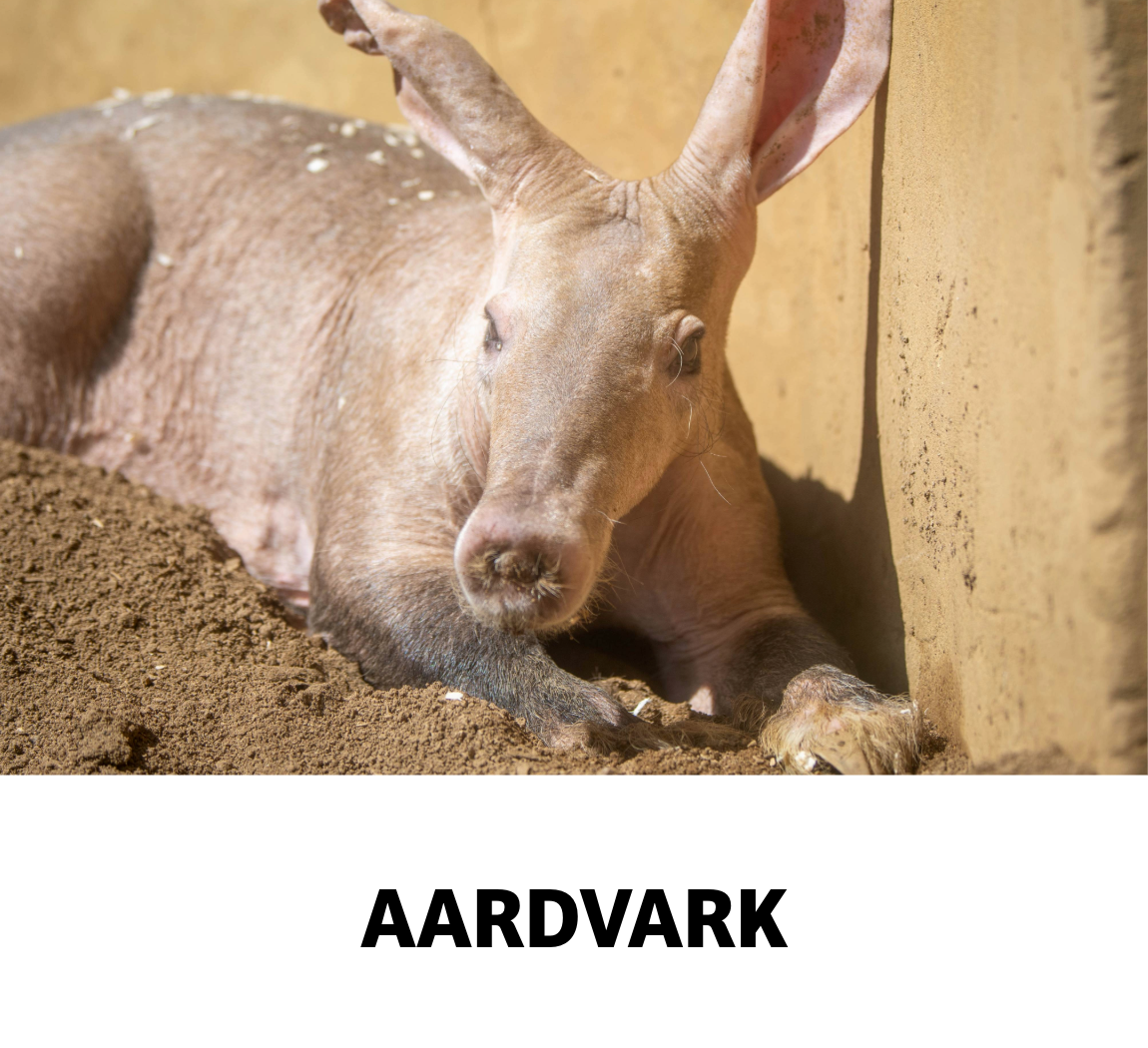 aardvark, mammal