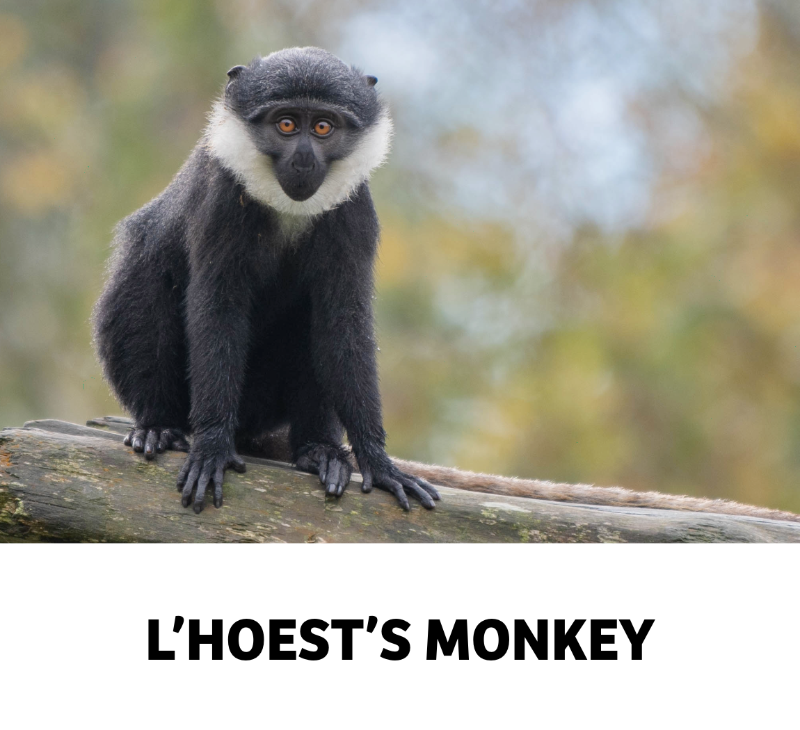 l'hoest's monkey