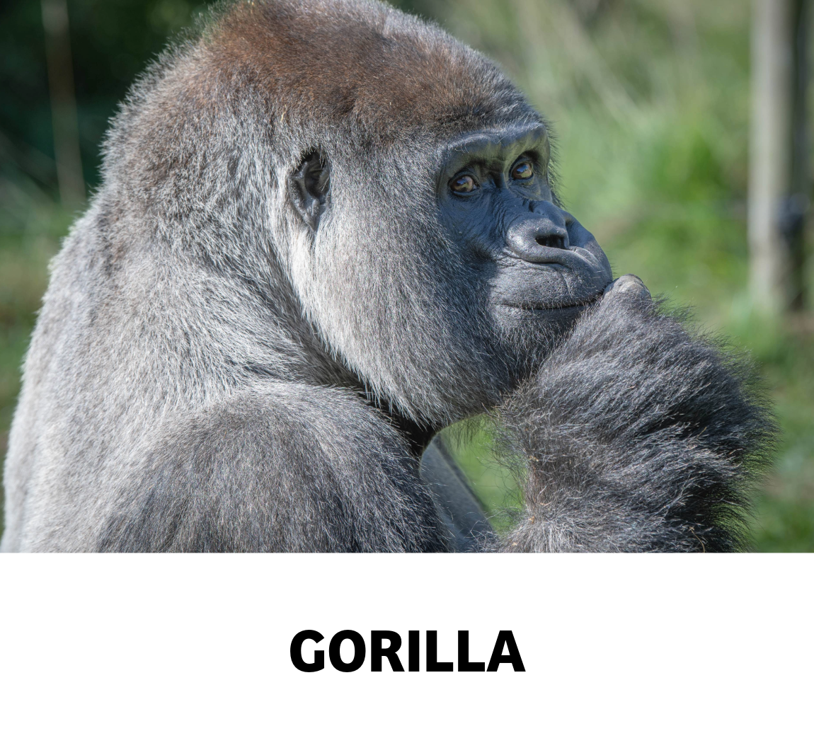 gorilla
