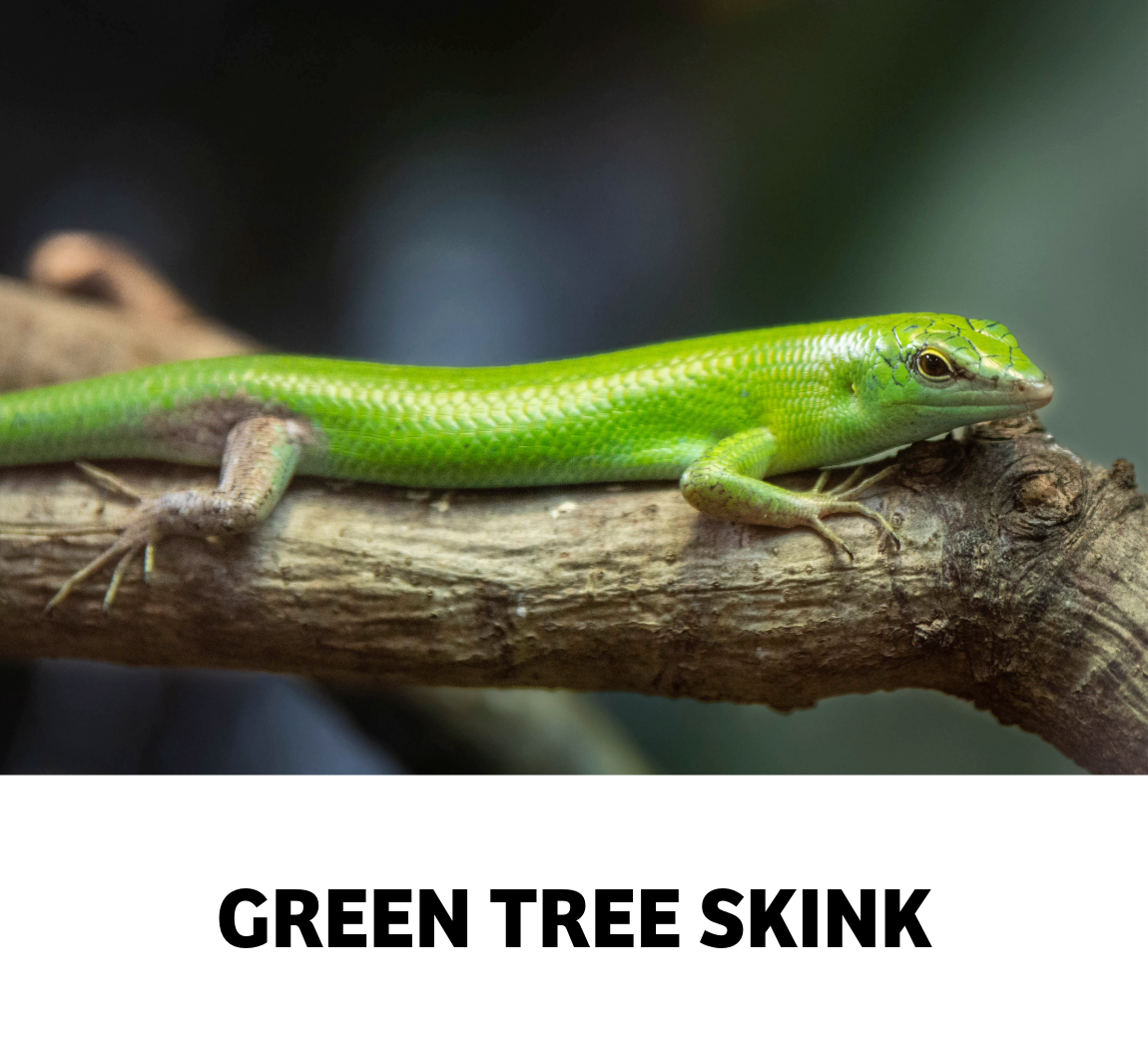 green tree skink