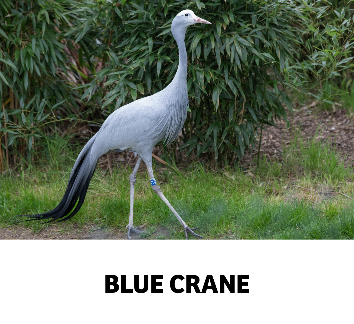 blue crane