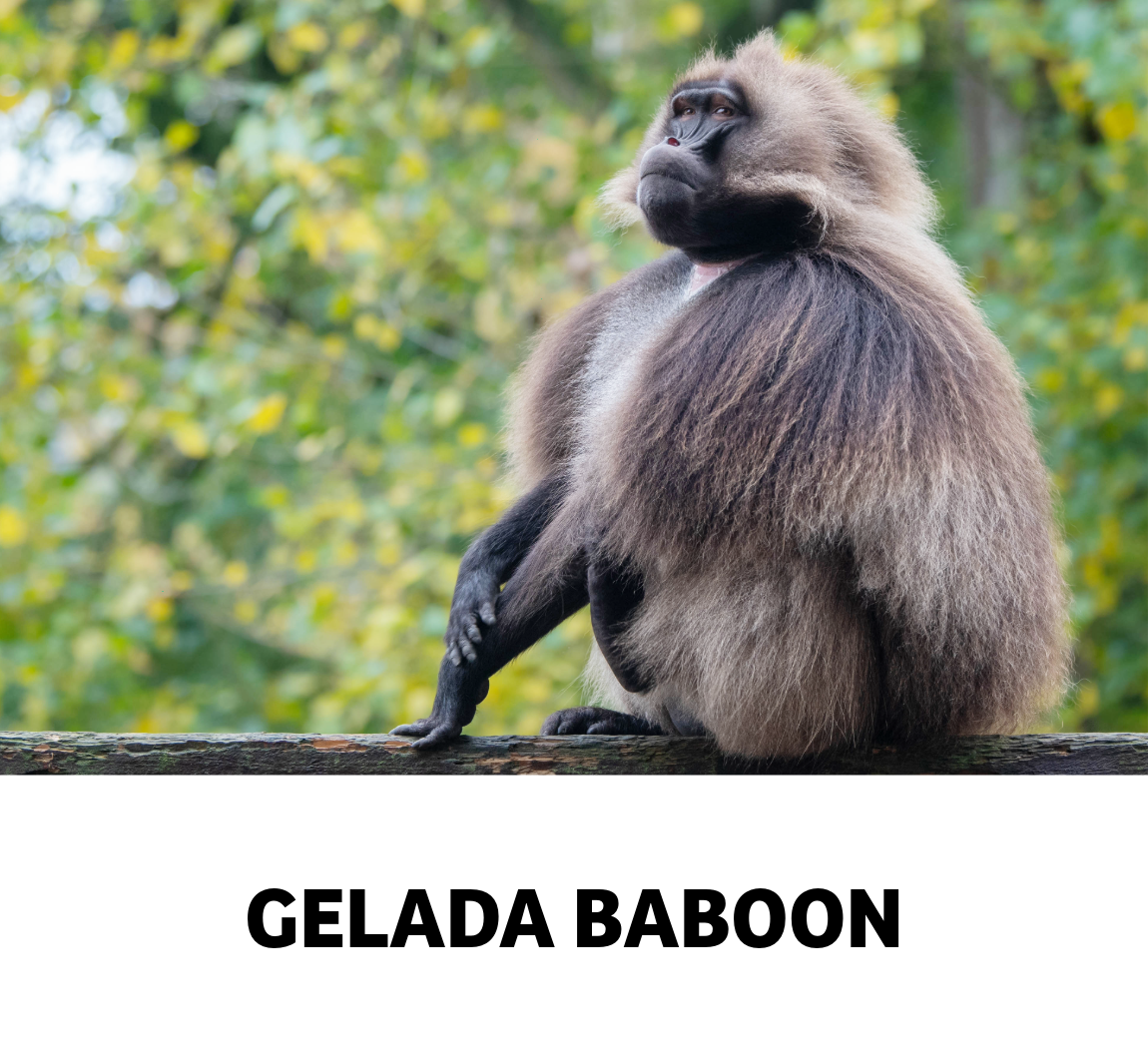 gelada baboon