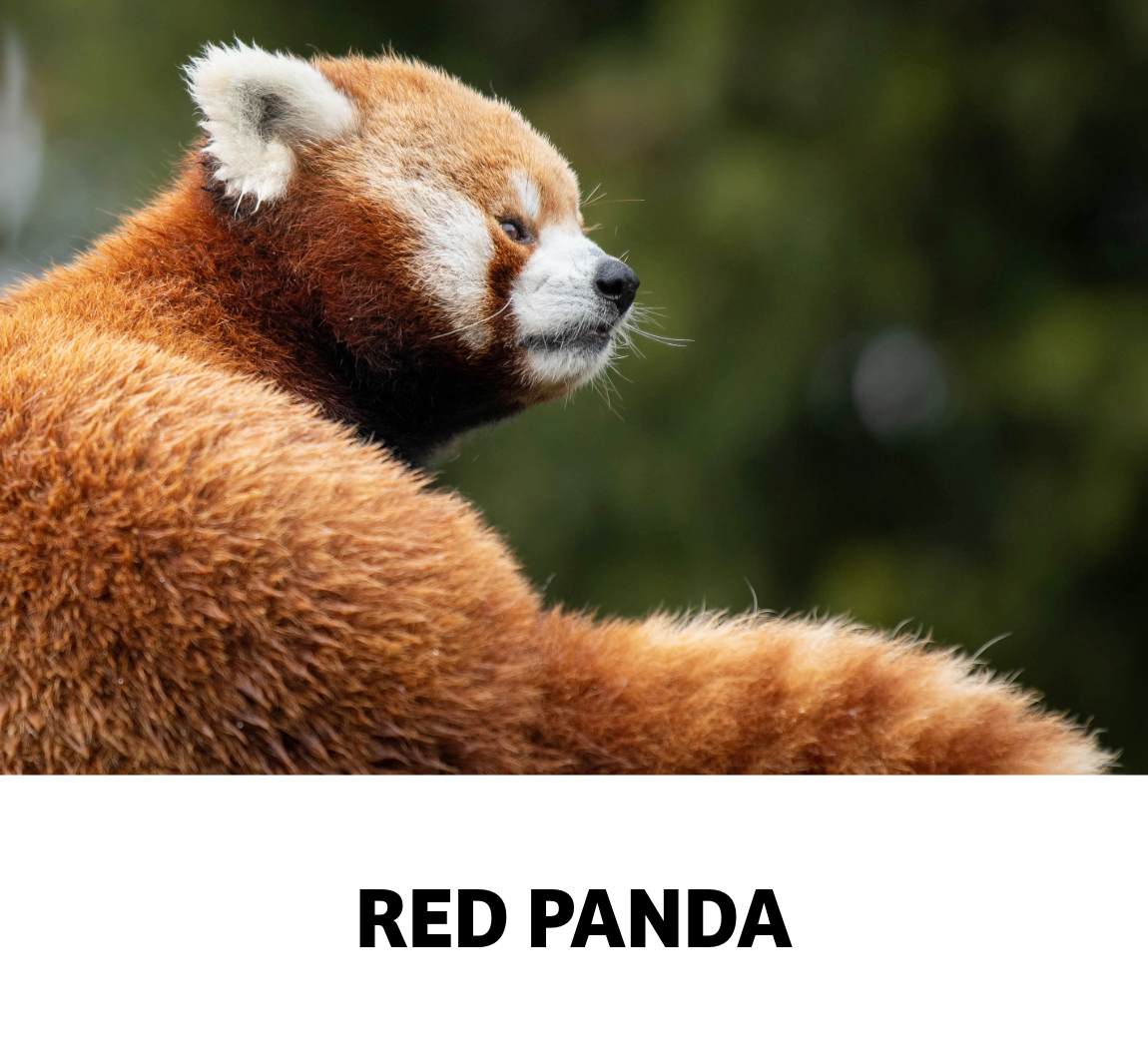 red panda