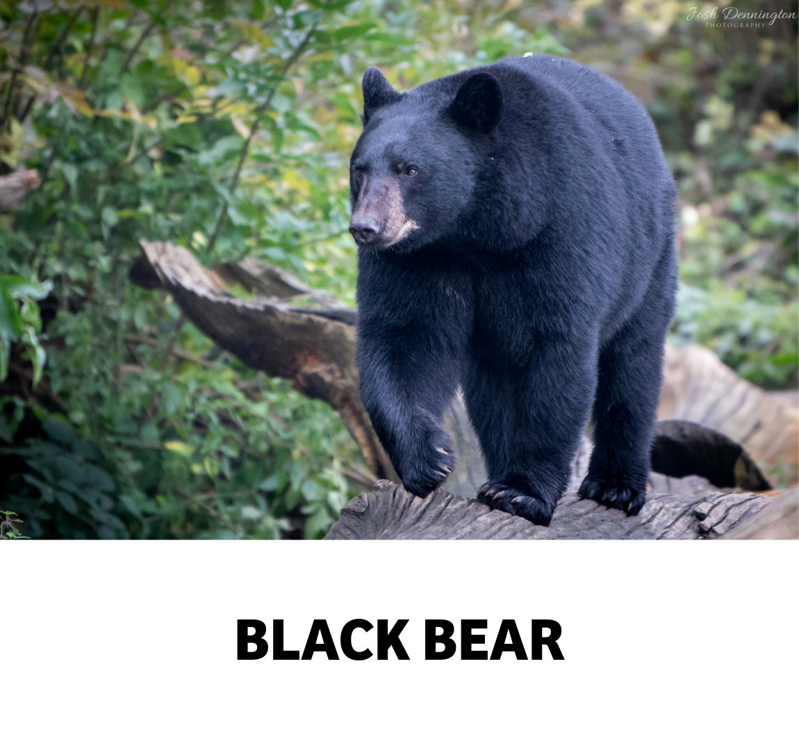 black bear