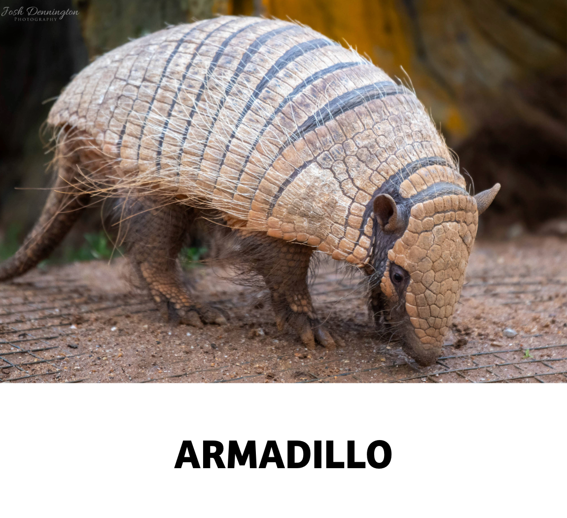 armadillo