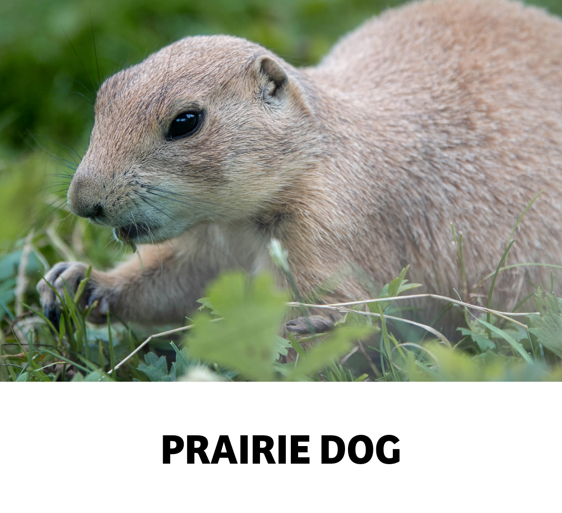 prairie dog