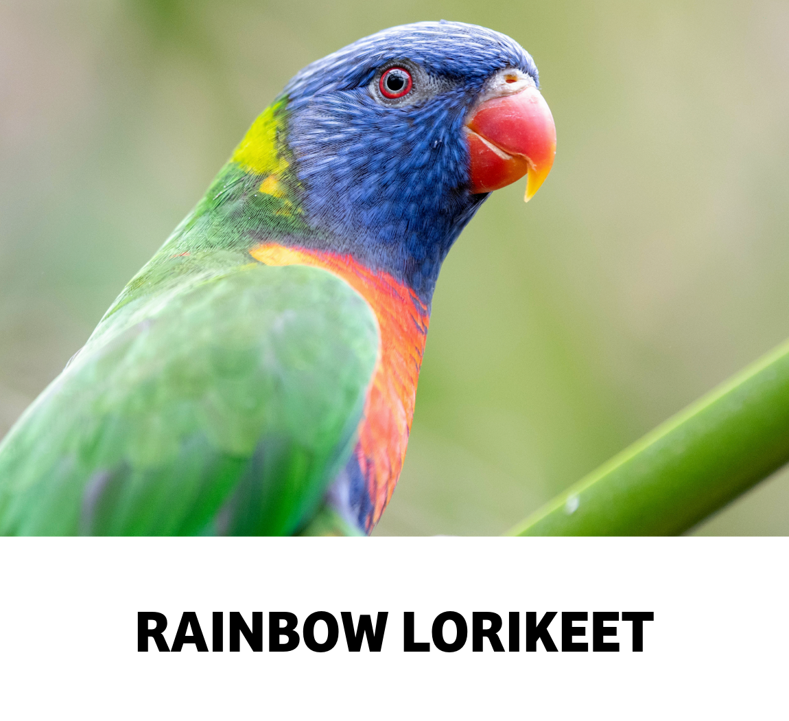 rainbow lorikeet